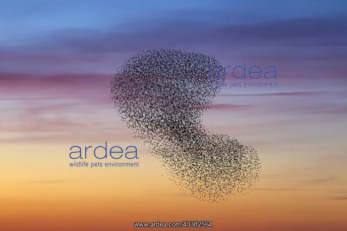 : European starling (Sturnus vulgaris) murmuration : European starling (Sturnus vulgaris) murmuration