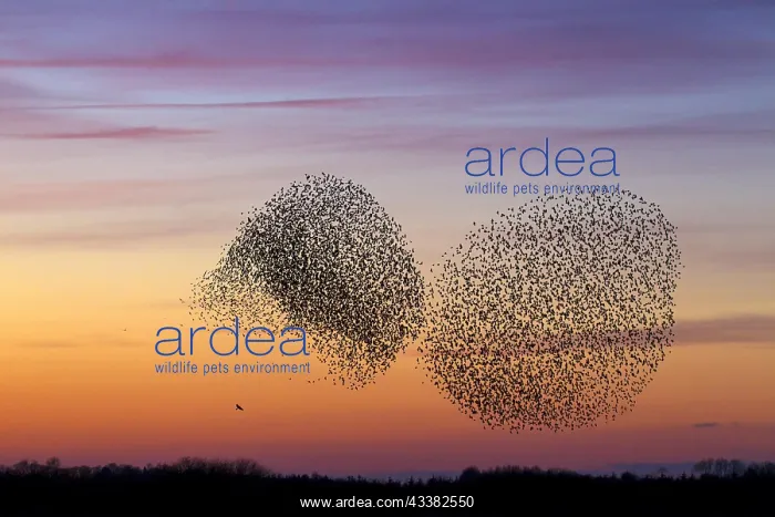 : Two European starling (Sturnus vulgaris) murmurations : Two European starling (Sturnus vulgaris) murmurations