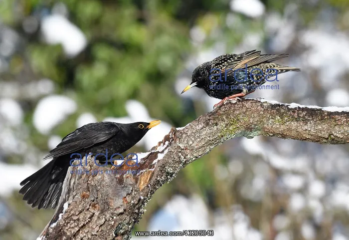 : European Starling (Sturnus vulgaris) nagged by a : European Starling (Sturnus vulgaris) nagged by a
