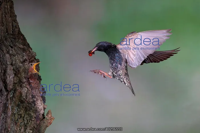 : European starling (Sturnus vulgaris), old bird with : European starling (Sturnus vulgaris), old bird with