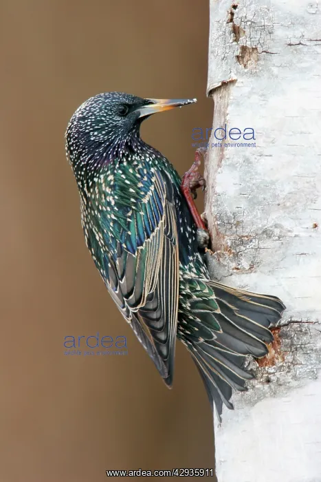 : European Starling - in winter plumage : European Starling - in winter plumage