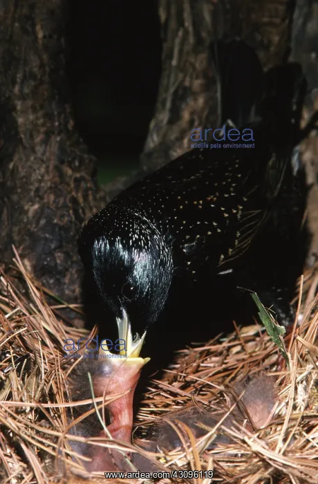 : European Starlings : European Starlings