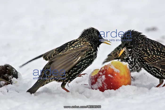: European Starlings - in snow feeding on apple : European Starlings - in snow feeding on apple