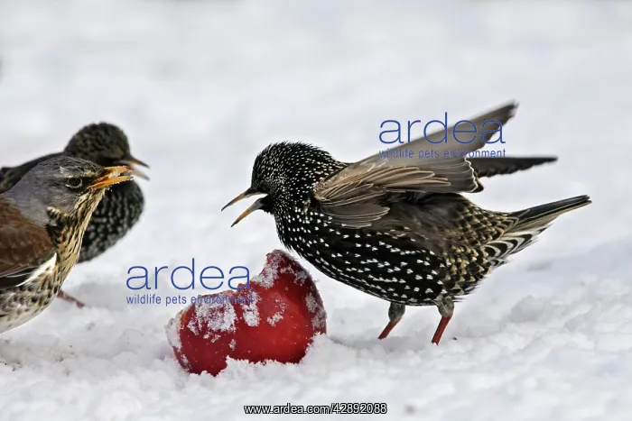 : European Starlings - in snow feeding on apple : European Starlings - in snow feeding on apple