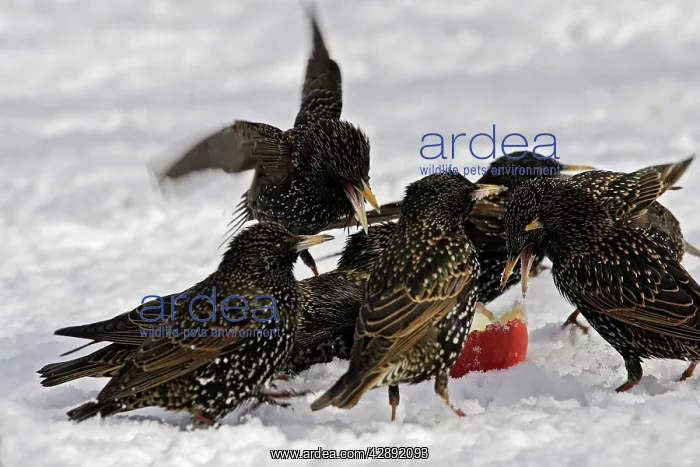 : European Starlings - in snow squabbling over apple : European Starlings - in snow squabbling over apple