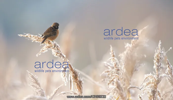 : European Stonechat : European Stonechat