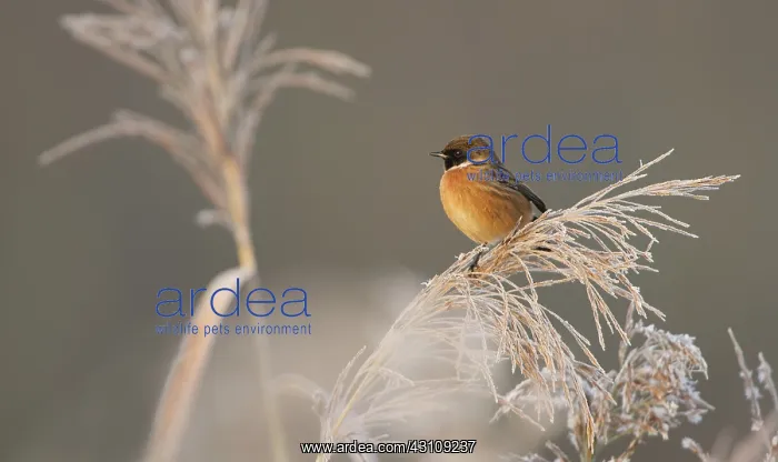 : European Stonechat : European Stonechat