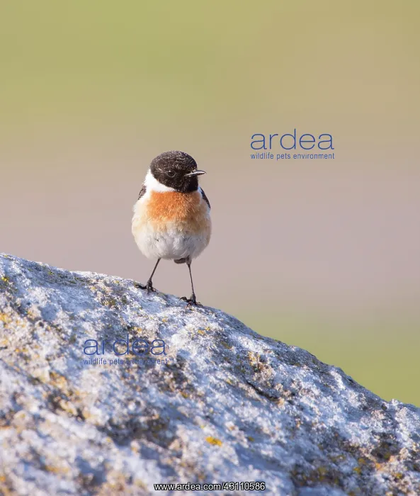 : European Stonechat : European Stonechat