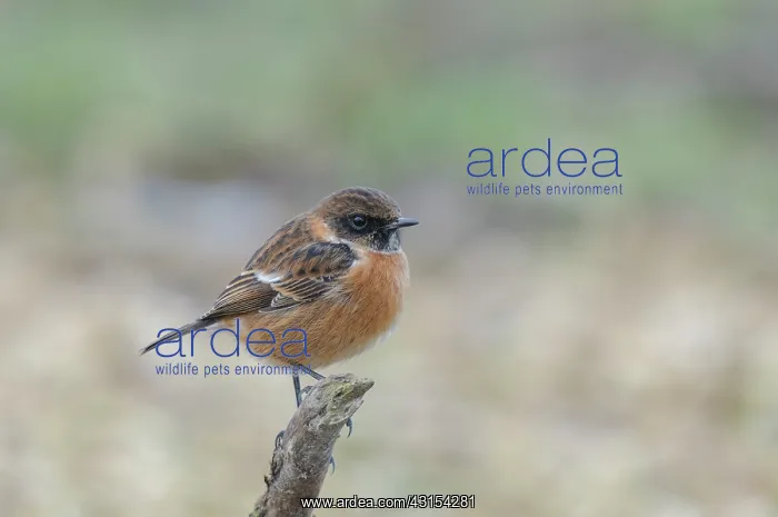: European Stonechat : European Stonechat