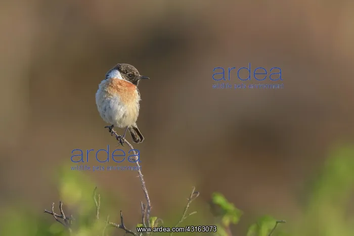 : European Stonechat : European Stonechat