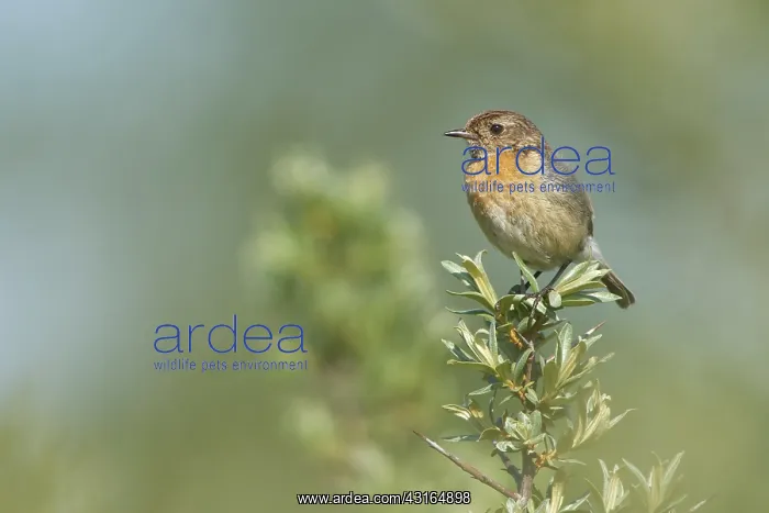 : European Stonechat : European Stonechat