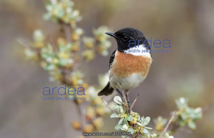 : European Stonechat : European Stonechat