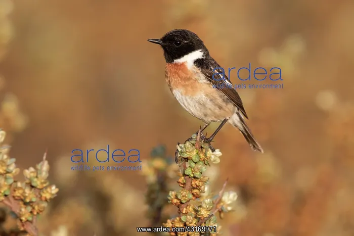 : European Stonechat : European Stonechat