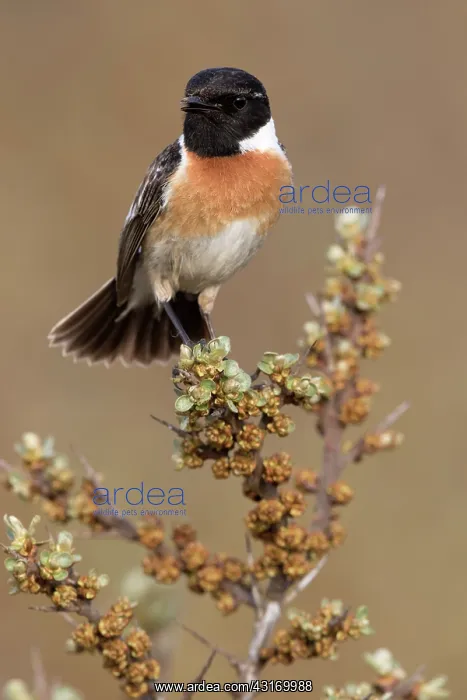 : European Stonechat : European Stonechat