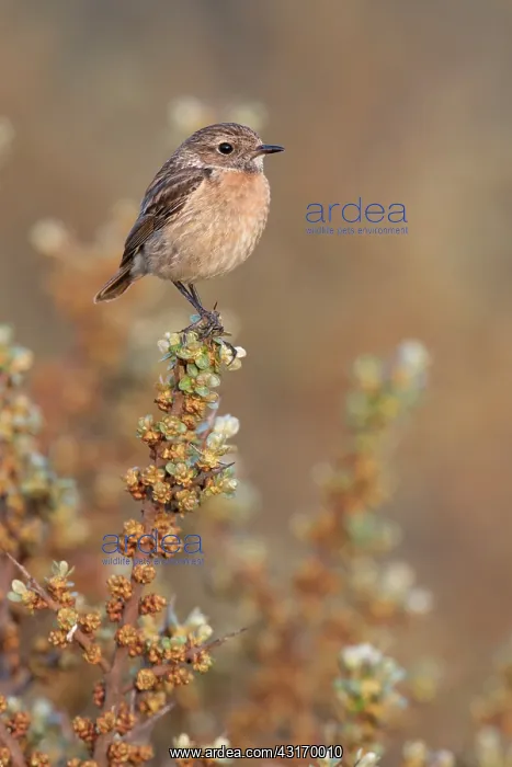: European Stonechat : European Stonechat