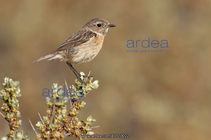 : European Stonechat : European Stonechat