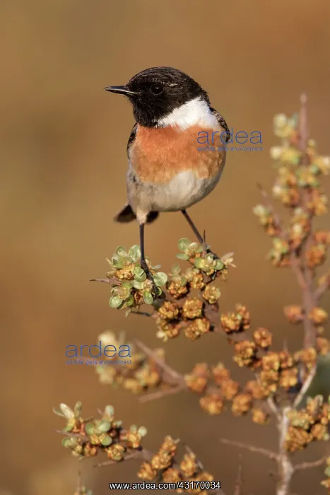 : European Stonechat : European Stonechat