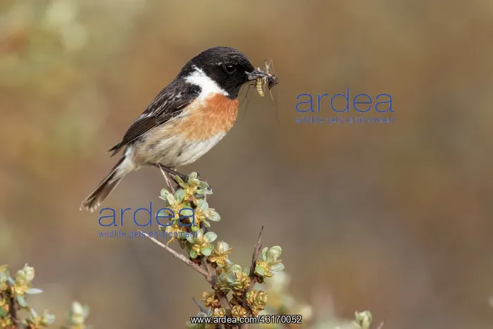  : European Stonechat