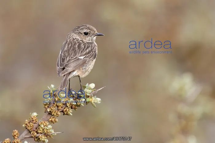 : European Stonechat : European Stonechat