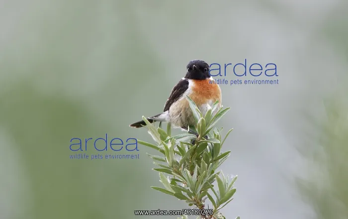 : European Stonechat : European Stonechat