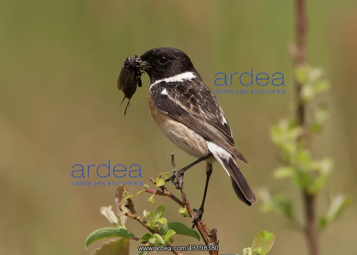 : European Stonechat : European Stonechat