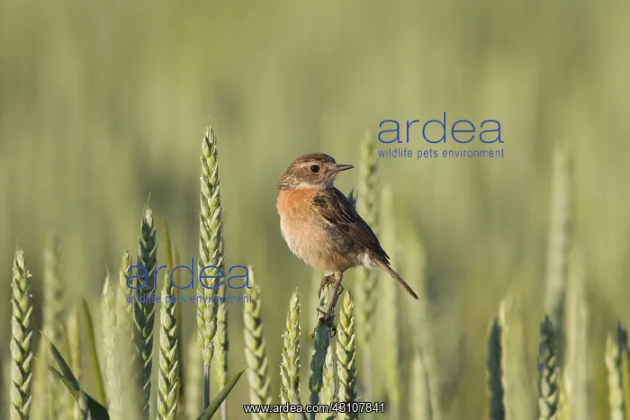 : European Stonechat - adult female - Germany : European Stonechat - adult female - Germany