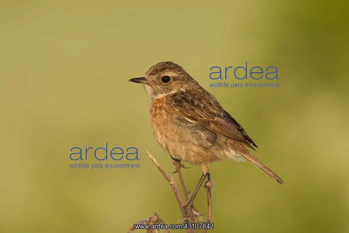 : European Stonechat - adult female - Germany : European Stonechat - adult female - Germany
