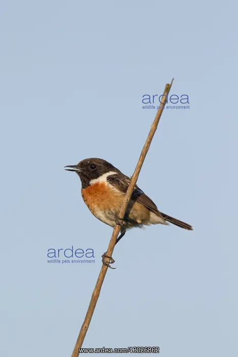 : European Stonechat - adult male - Germany : European Stonechat - adult male - Germany