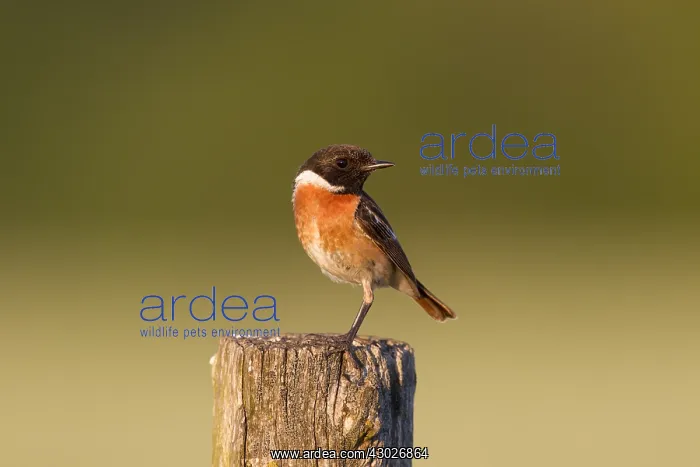  : European Stonechat - adult male - Germany