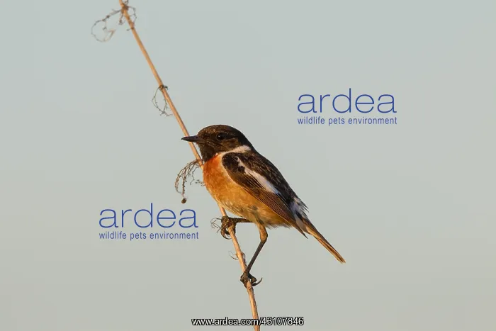 : European Stonechat - adult male - Germany : European Stonechat - adult male - Germany