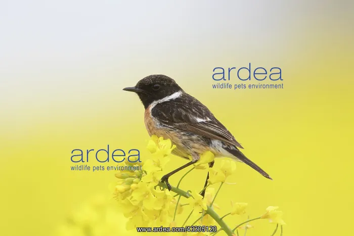 : European Stonechat - adult male perched on flowering : European Stonechat - adult male perched on flowering
