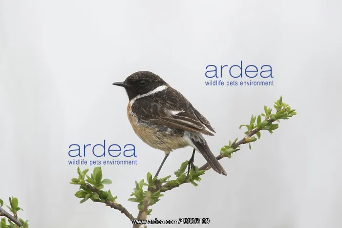 : European Stonechat - adult male perched on twig : European Stonechat - adult male perched on twig