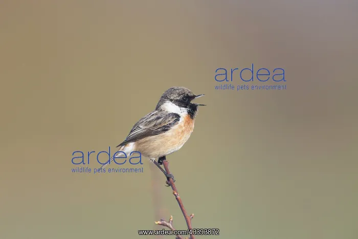 : European Stonechat male : European Stonechat male
