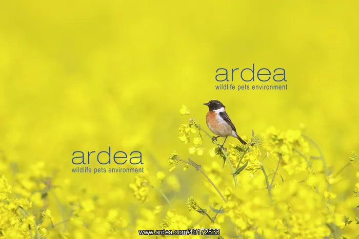 : European Stonechat male : European Stonechat male
