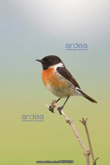 : European stonechat (Saxicola rubicola), male sitting : European stonechat (Saxicola rubicola), male sitting