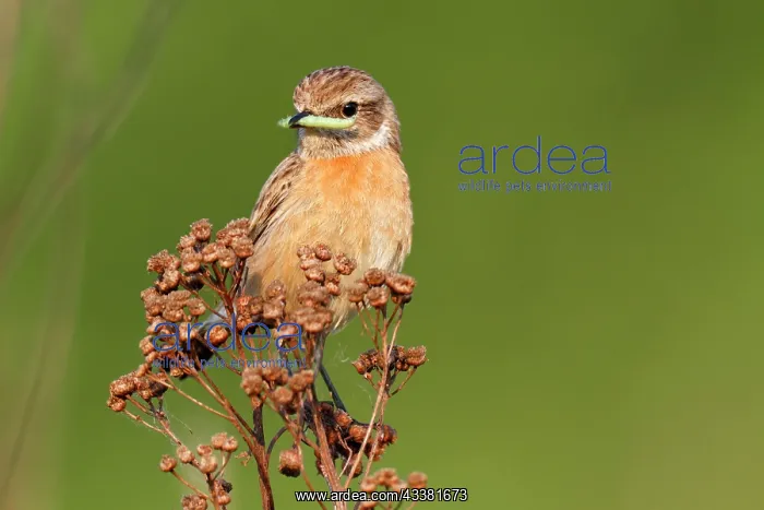  : European stonechat (Saxicola rubicola), female individual