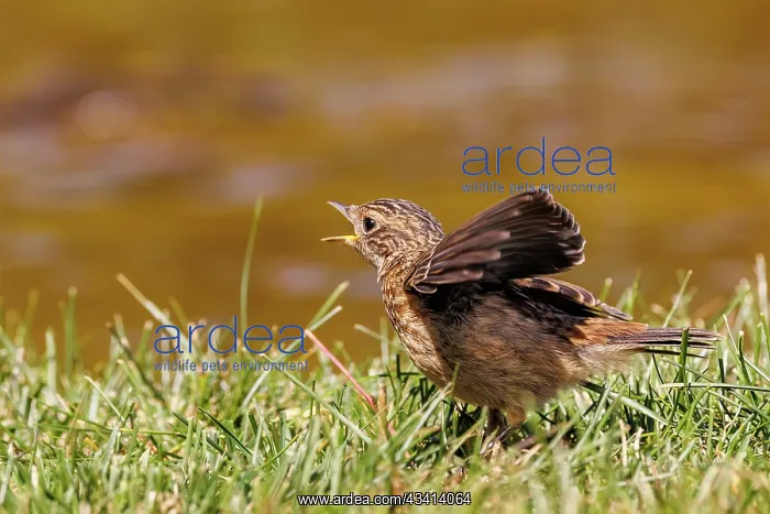 : European stonechat (Saxicola rubicola) : European stonechat (Saxicola rubicola)