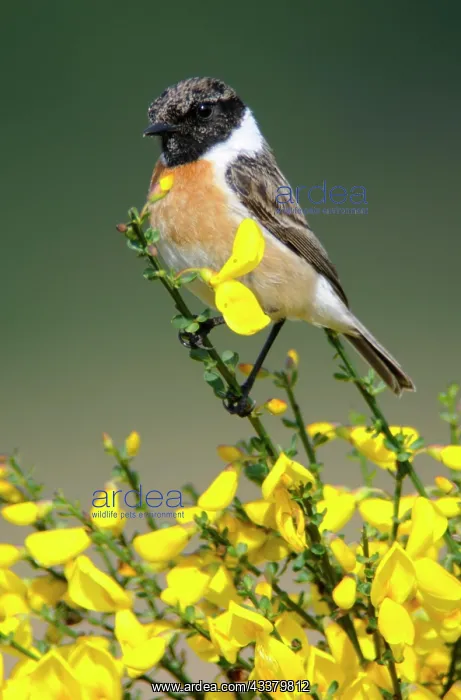 : European stonechat (Saxicola rubicola), Emsland : European stonechat (Saxicola rubicola), Emsland