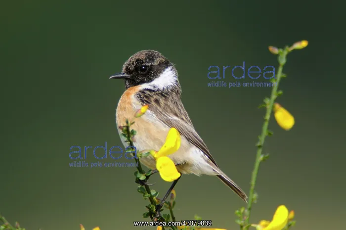 : European stonechat (Saxicola rubicola), Emsland : European stonechat (Saxicola rubicola), Emsland