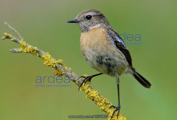 : European stonechat (Saxicola rubicola), Emsland : European stonechat (Saxicola rubicola), Emsland