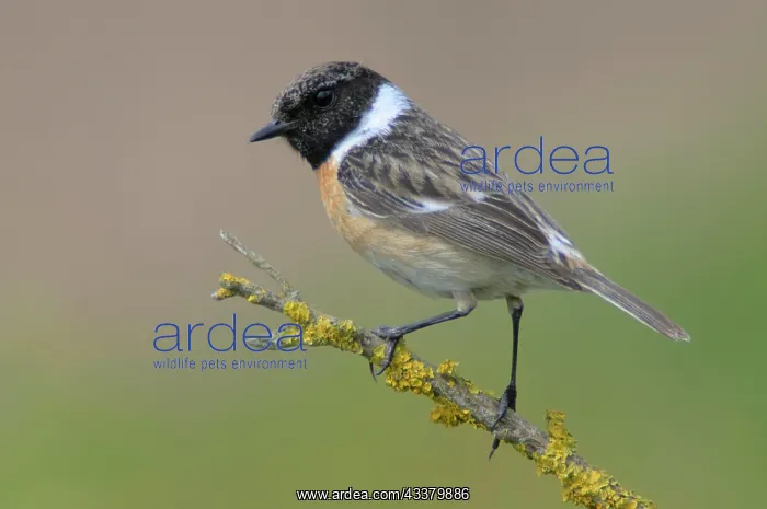 : European stonechat (Saxicola rubicola), Emsland : European stonechat (Saxicola rubicola), Emsland