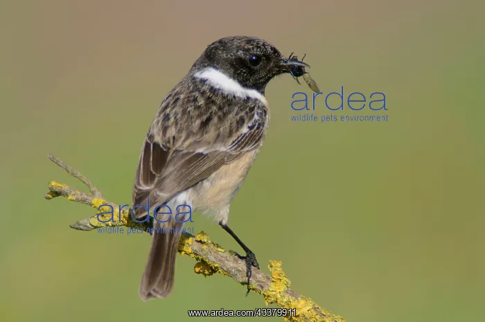 : European stonechat (Saxicola rubicola), Emsland : European stonechat (Saxicola rubicola), Emsland