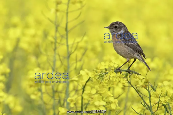 : European stonechat (Saxicola rubicola), female : European stonechat (Saxicola rubicola), female