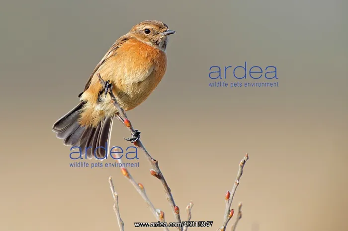 : European Stonechat (Saxicola rubicola) female on brench : European Stonechat (Saxicola rubicola) female on brench
