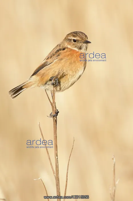 : European Stonechat (Saxicola rubicola) female on brench
