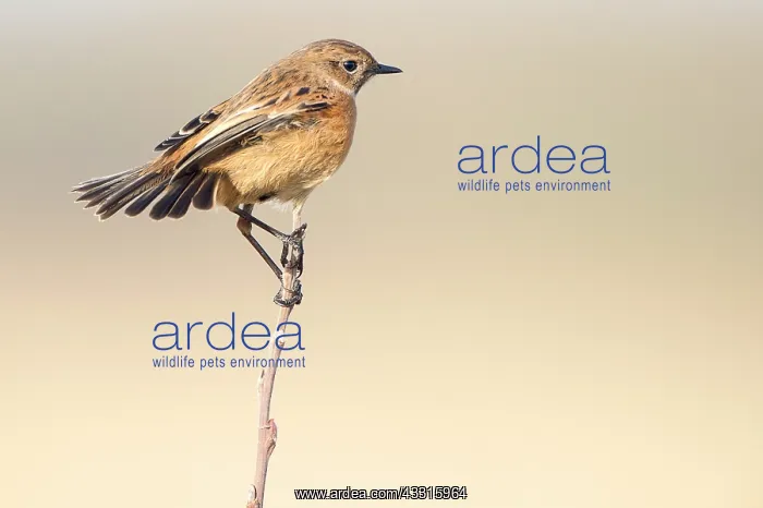  : European Stonechat (Saxicola rubicola) female on brench