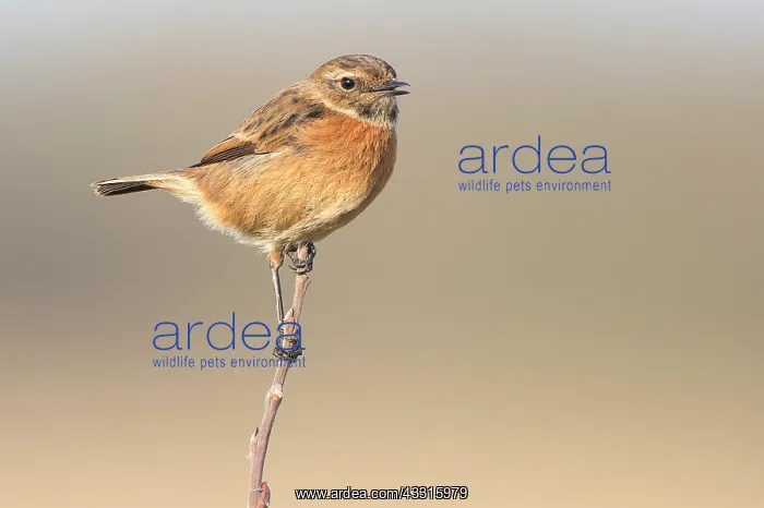: European Stonechat (Saxicola rubicola) female on brench : European Stonechat (Saxicola rubicola) female on brench