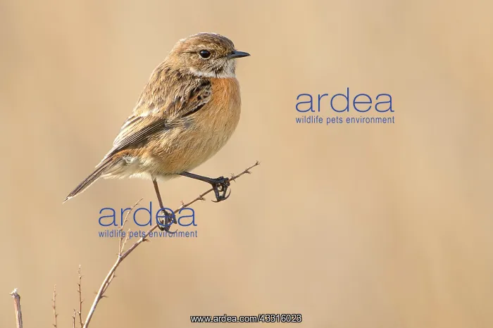 : European Stonechat (Saxicola rubicola) female on brench : European Stonechat (Saxicola rubicola) female on brench
