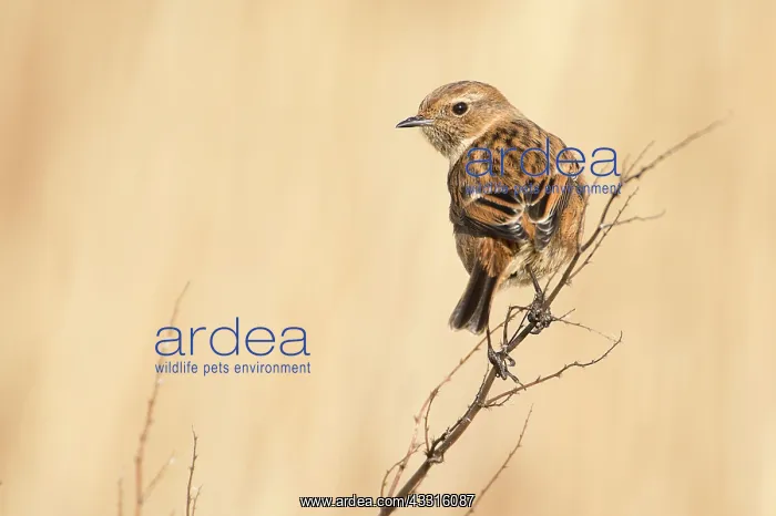 : European Stonechat (Saxicola rubicola) female on brench : European Stonechat (Saxicola rubicola) female on brench
