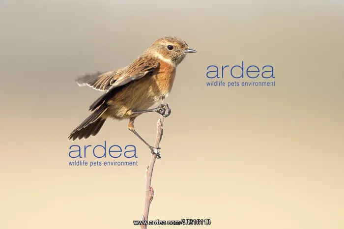 : European Stonechat (Saxicola rubicola) female on brench : European Stonechat (Saxicola rubicola) female on brench